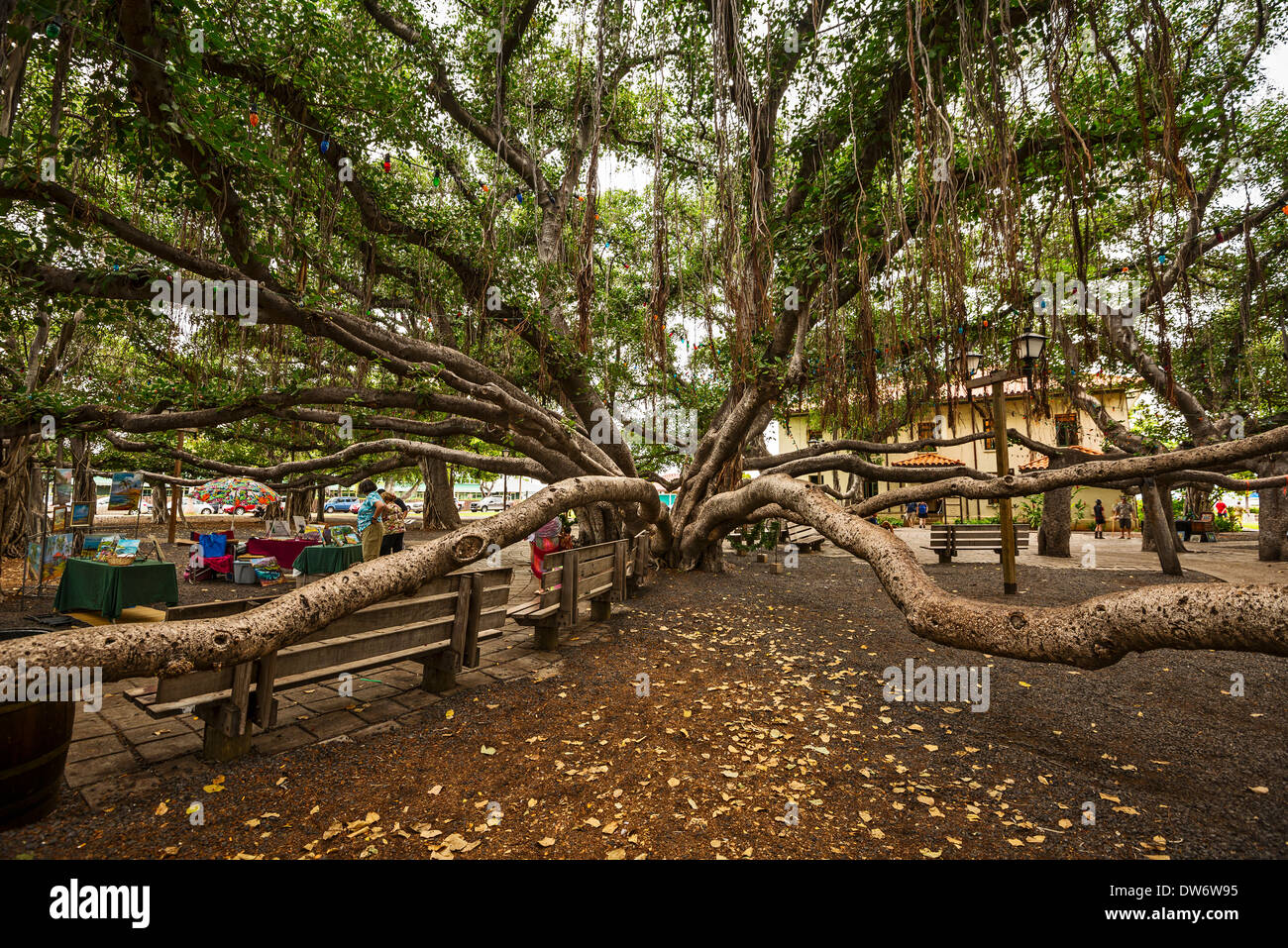 Banyan Tree Park auf Maui, Hawaii. Stockfoto