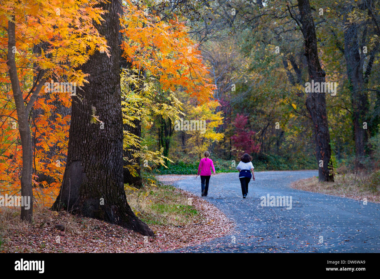 Farben des Herbstes explodieren in Bidwell Park in Chico, Kalifornien. Stockfoto