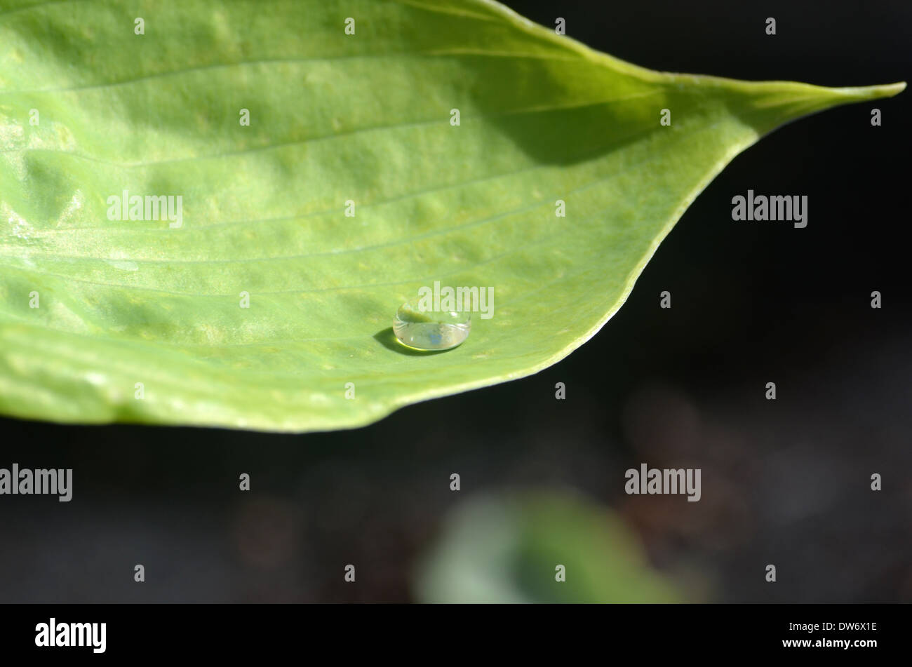 Wassertropfen auf einem grünen Blatt Stockfoto