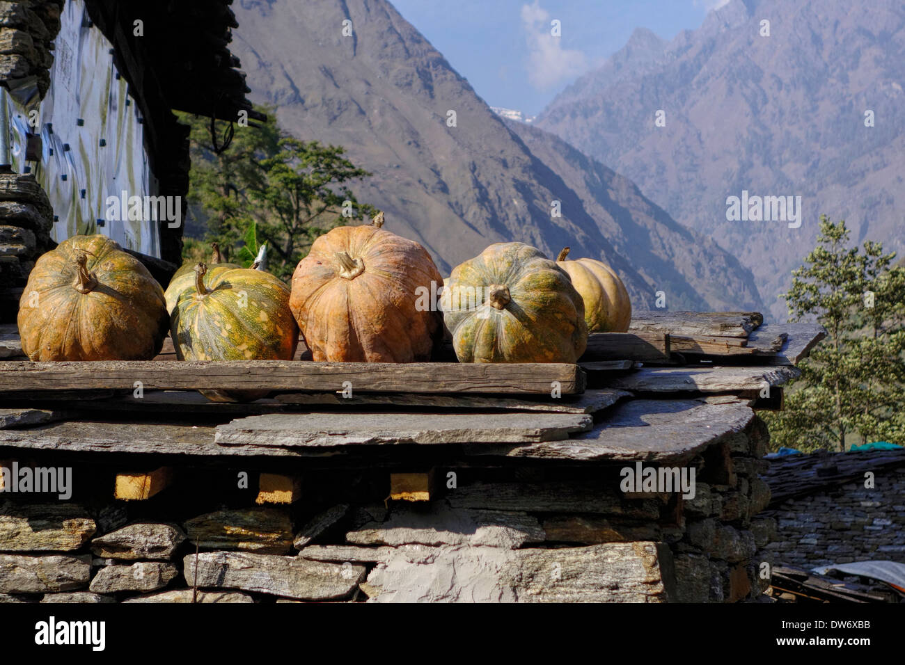 Squash, Heilung auf dem Dach eines Hauses in der Manaslu Region Nepals. Stockfoto