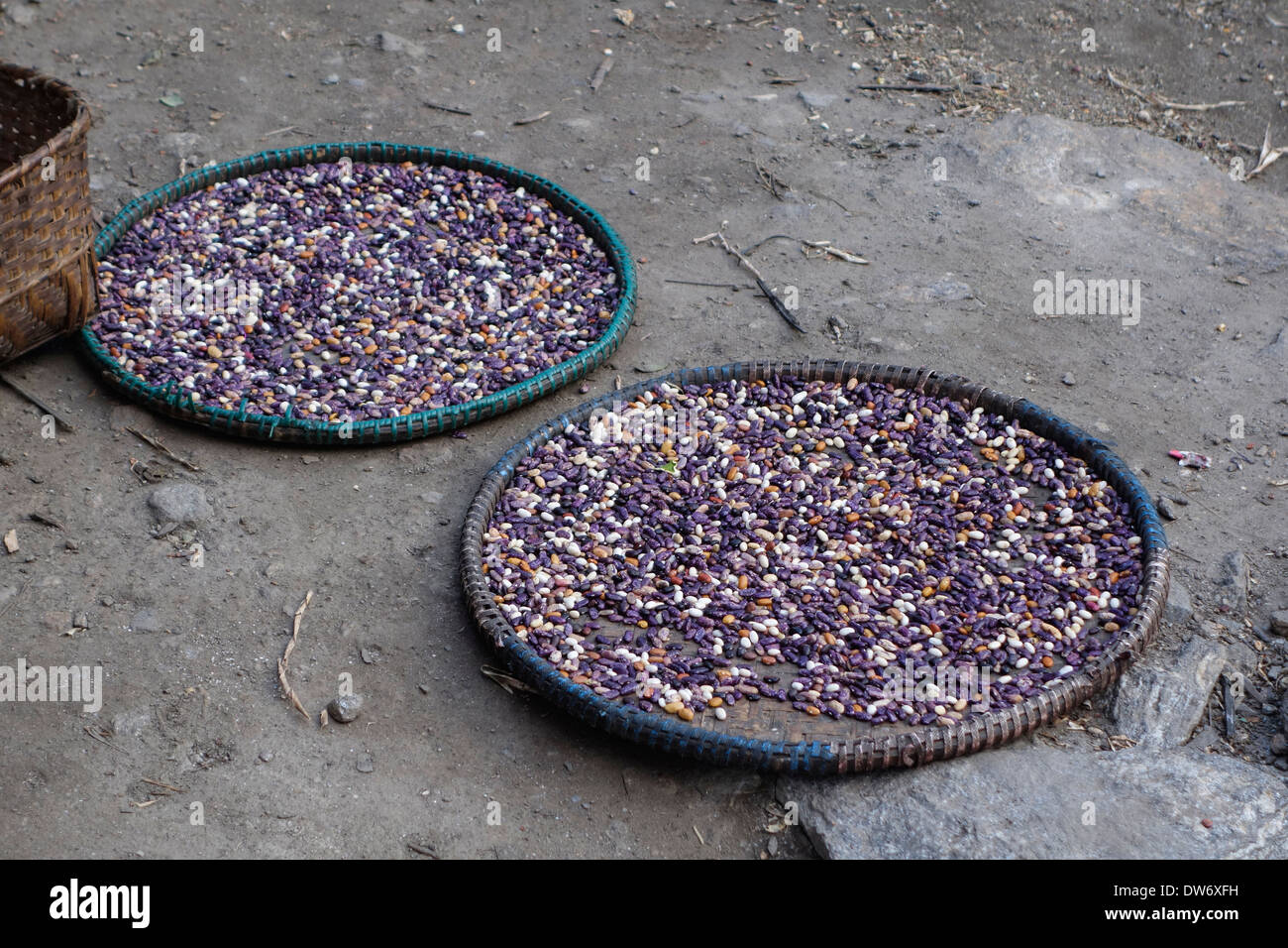 Körbe mit frisch geernteten Bohnen in das Dorf von Philim, Ghorka Region, Nepal. Stockfoto