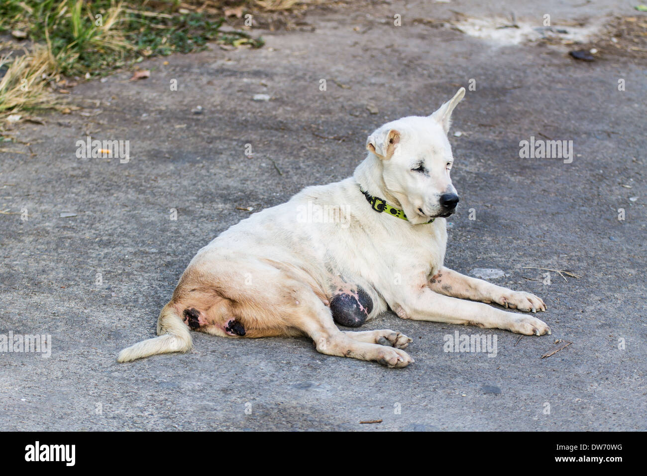 Streunenden Hund aussehen Stockfoto