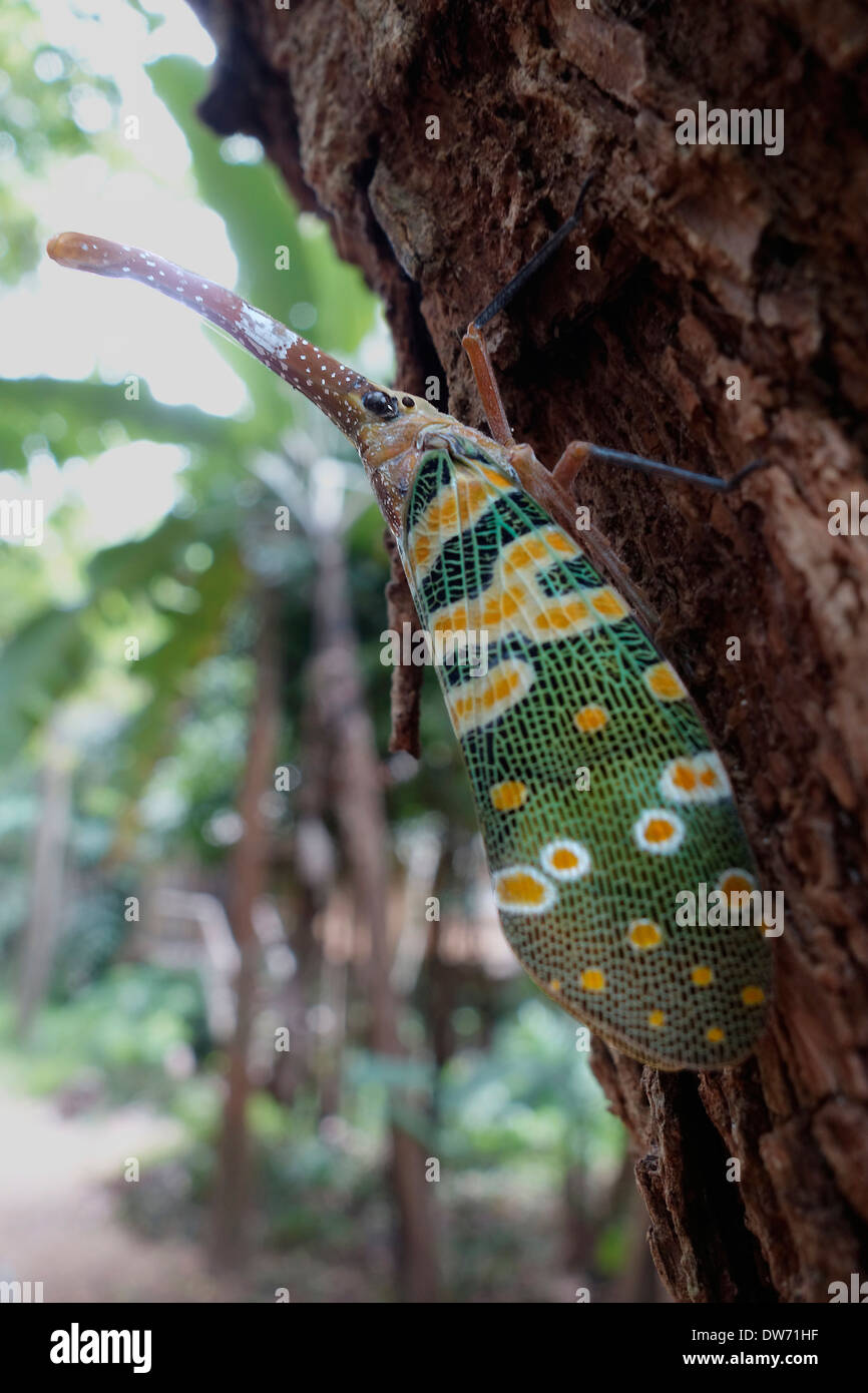 Laterne-Fehler auf einem Baum im Norden Thailands. Stockfoto