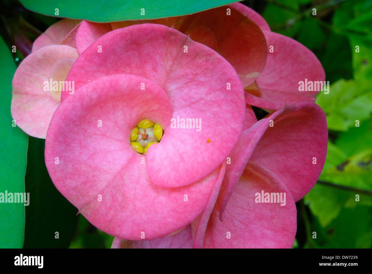 Euphorbia Milii, bekannt als Dornenkrone, in voller Blüte im Norden Thailands. Stockfoto