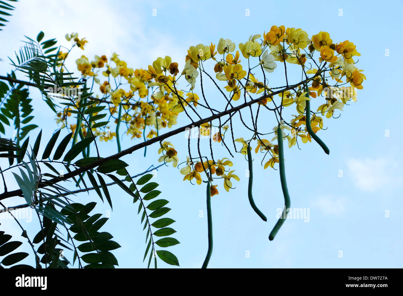 Senna Siamea, auch bekannt als Kassod Baum in voller Blüte, Nord-Thailand. Stockfoto