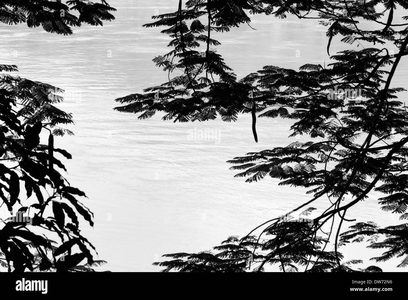 Zweige der Flamme Baum Silhouette gegen den Mekong in Luang Prabang, Laos. Stockfoto