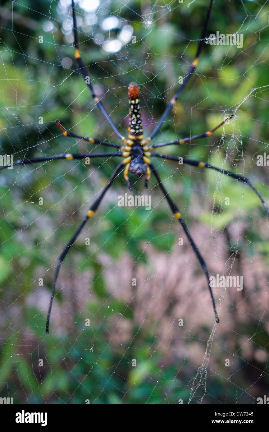 Golden Silk Orb-Weaver Spider, auch bekannt als die Girant Holz Spinne und Bananenspinne, auf ihrer Web, Koh Kood, Thailand. Stockfoto
