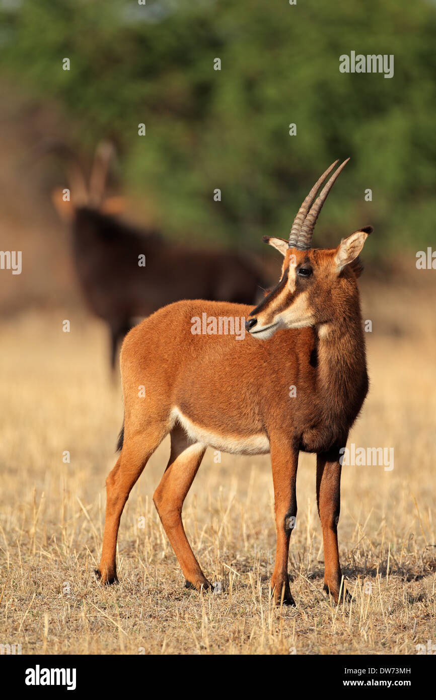 Weibliche Rappenantilope (Hippotragus Niger), Südafrika Stockfoto