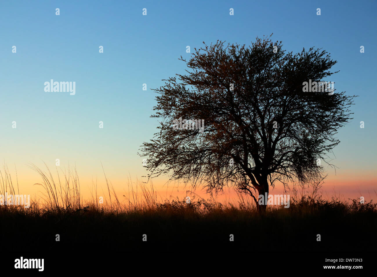 Sonnenuntergang mit Silhouette afrikanischen Akazie, Südliches Afrika Stockfoto