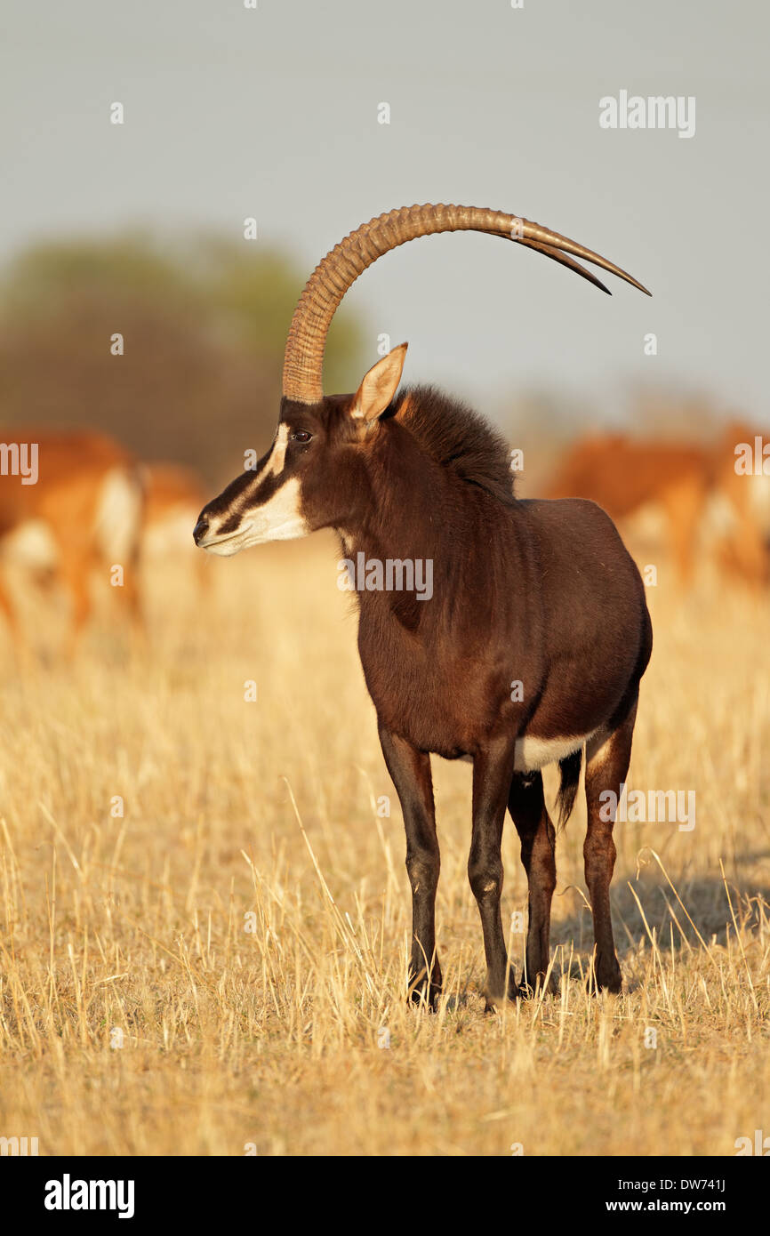 Männliche Rappenantilope (Hippotragus Niger) mit prächtigen Hörner, Südafrika Stockfoto