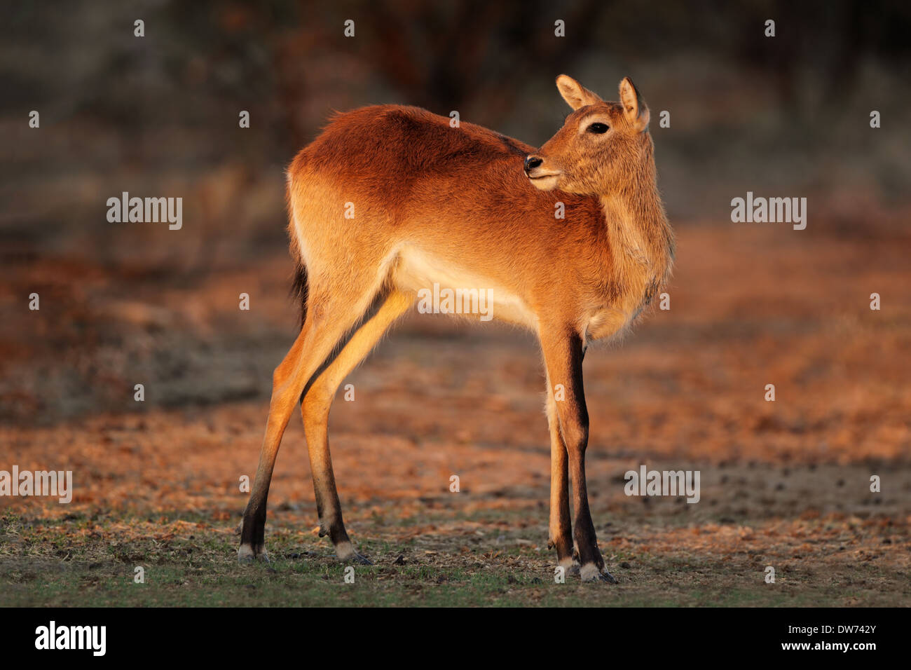 Weibliche rote Lechwe-Antilopen (Kobus Leche), Südliches Afrika Stockfoto