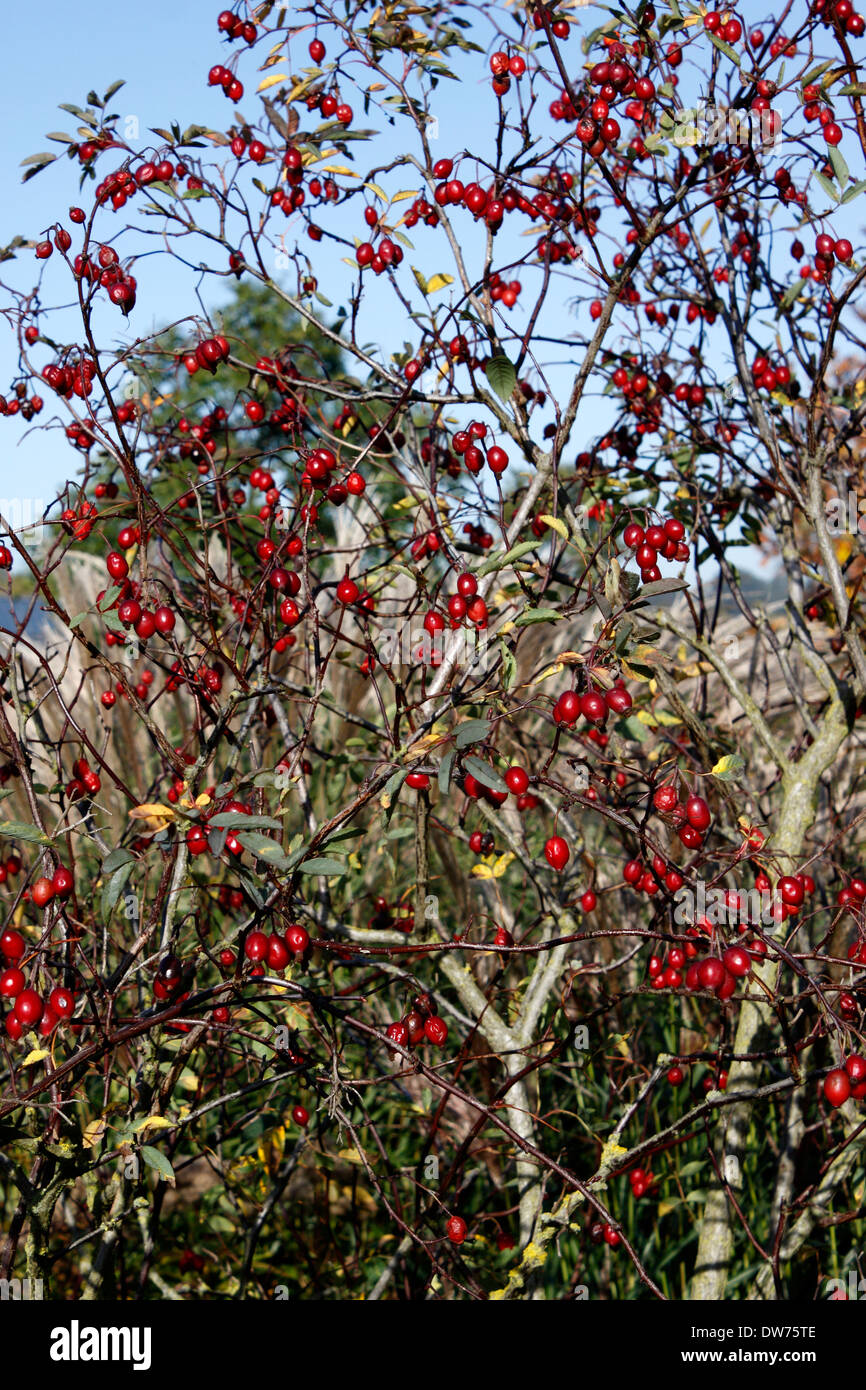 DIE HÜFTEN DER ROSA GLAUCA IM HERBST. Stockfoto