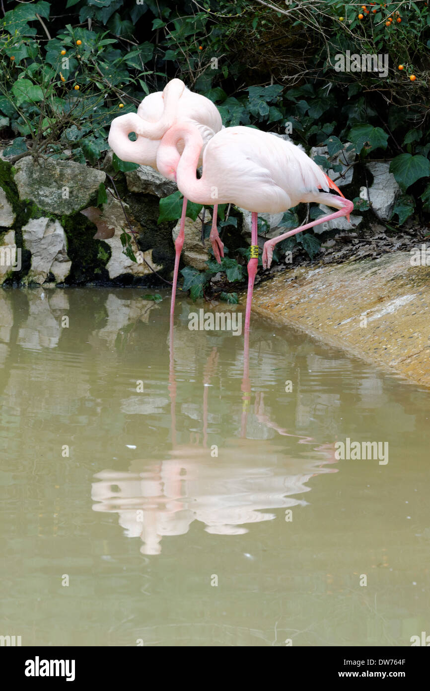 Rosaflamingo (Phoenicopterus Roseus) ist die am weitesten verbreitete Art der Flamingo-Familie. Stockfoto