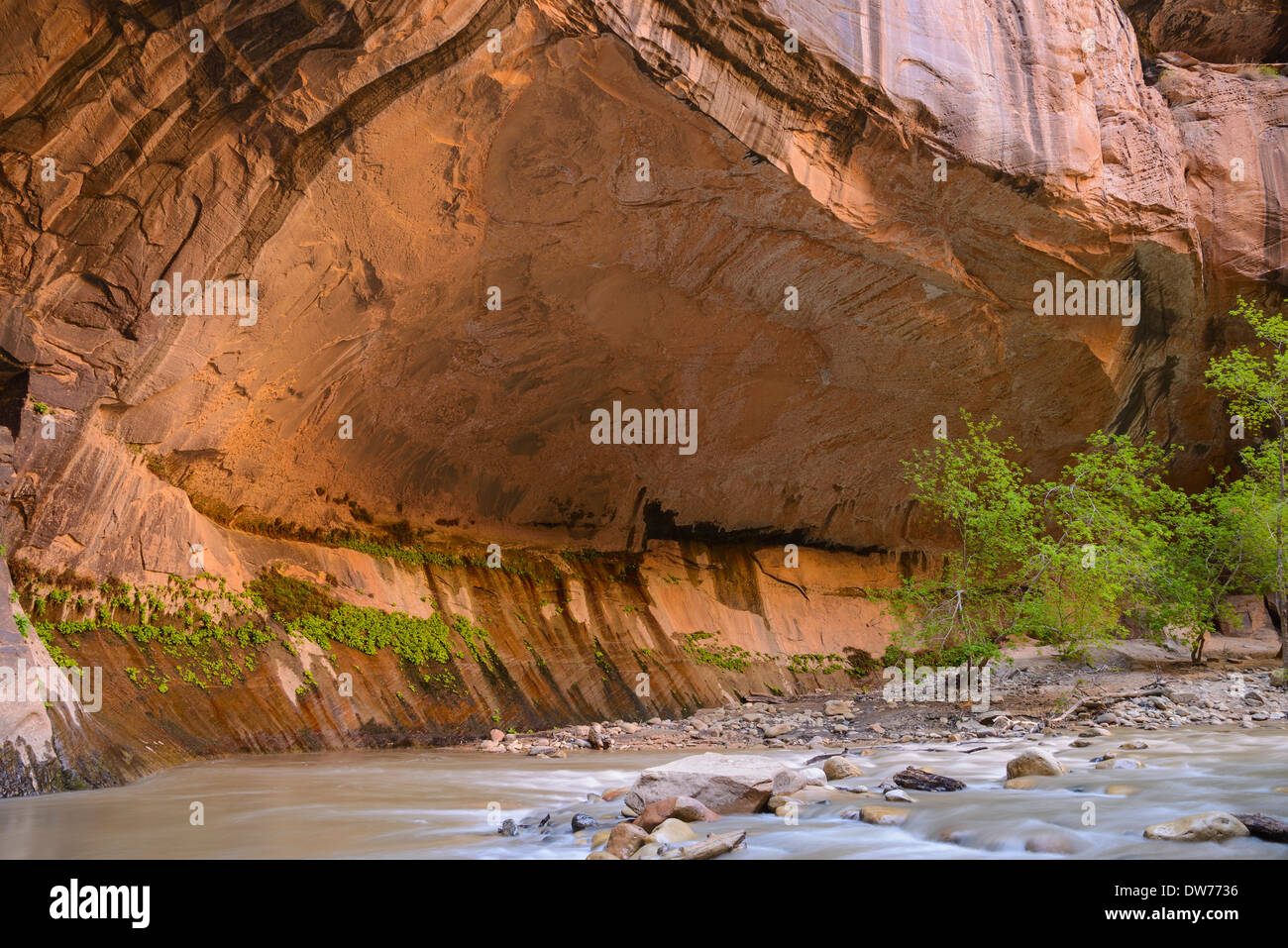 Virgin River Narrows, Zion Nationalpark, Utah, USA Stockfoto