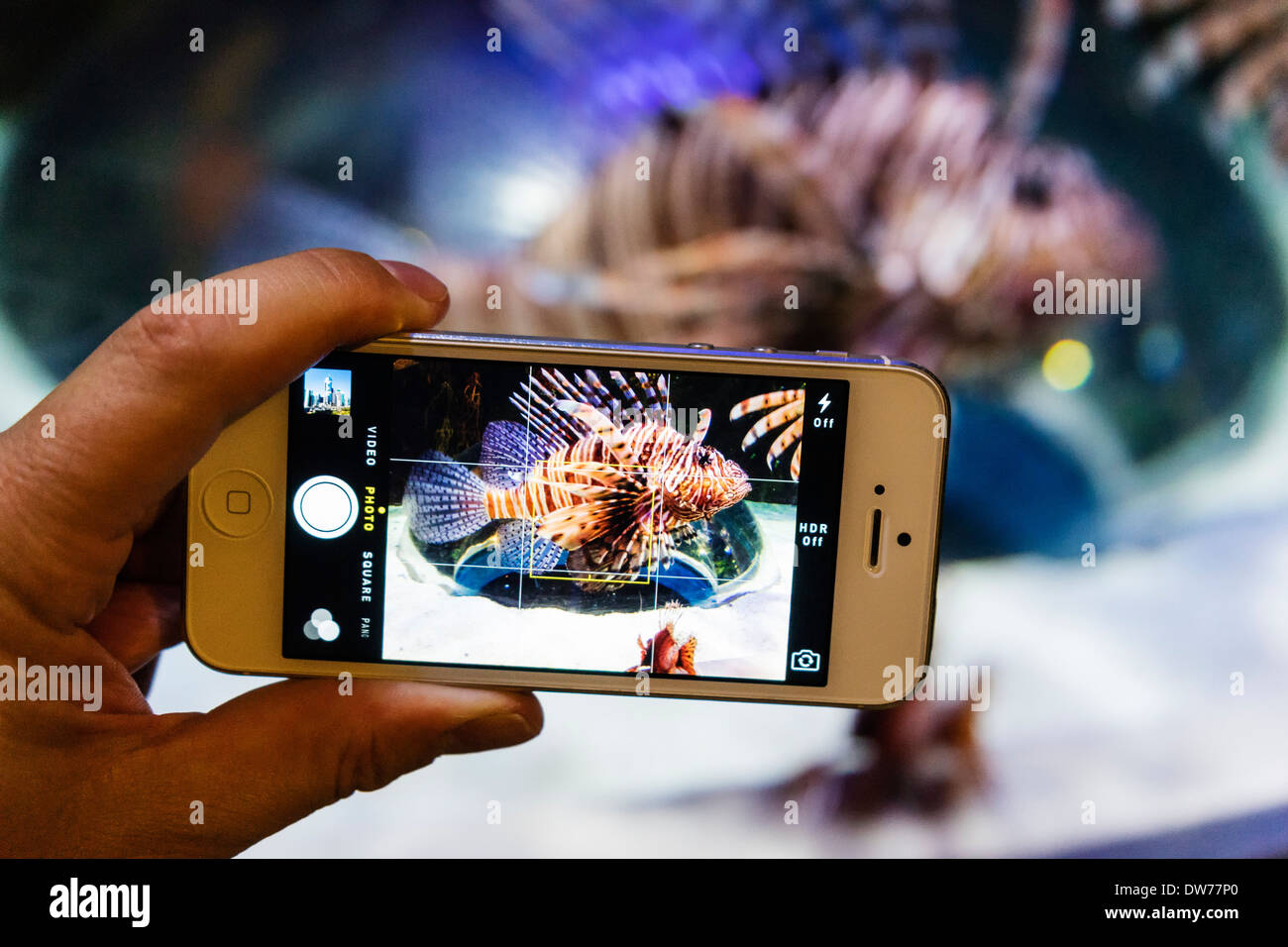 Fotografieren ein Rotfeuerfisch mit Kamera-Handy im Unterwasserzoo Aquarium in der Dubai Mall in Vereinigte Arabische Emirate Stockfoto