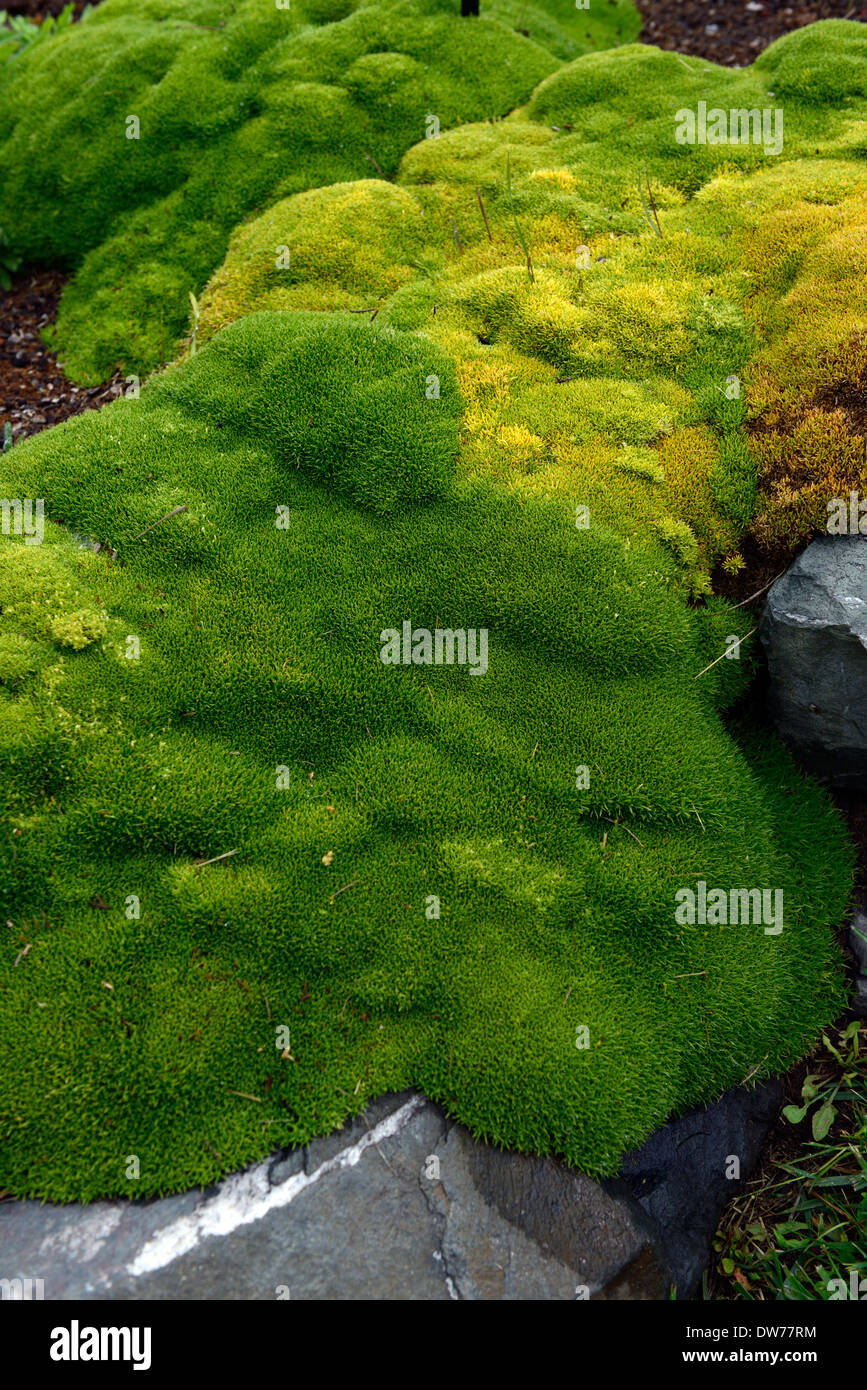 Scleranthus Biflorus Bodendecker Pflanzen Laub Bltter grn Evergreens  Alpenhhen kriechend Kletterpflanzen Bodendecker fr rock Stockfotografie -  Alamy