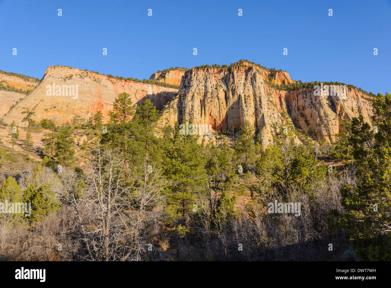 Zion Plateau, östlichen Abschnitt der Zion Nationalpark, Utah, USA Stockfoto