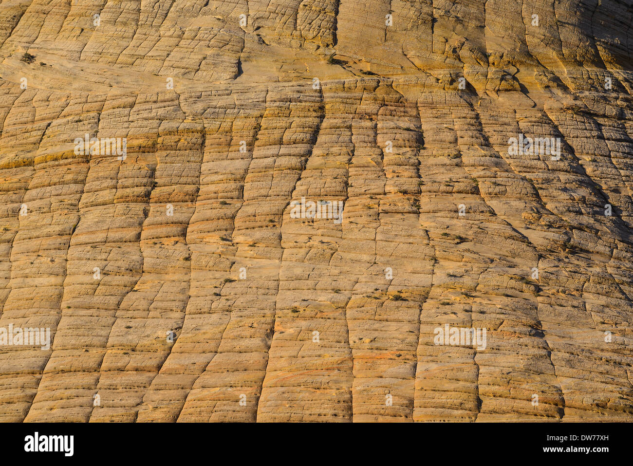 Checkerboard Mesa, Zion Nationalpark, Utah, USA Stockfoto