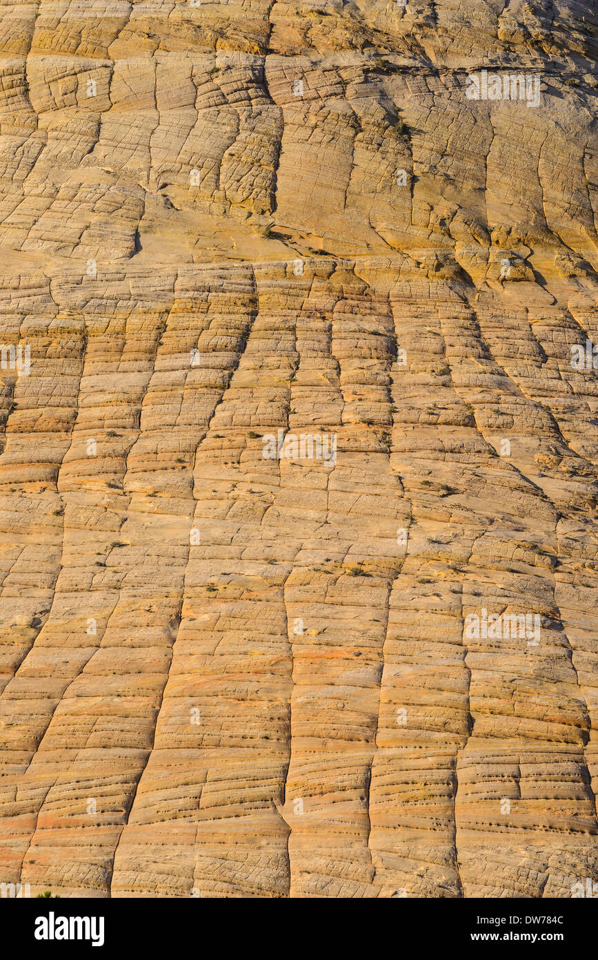 Checkerboard Mesa, Zion Nationalpark, Utah, USA Stockfoto