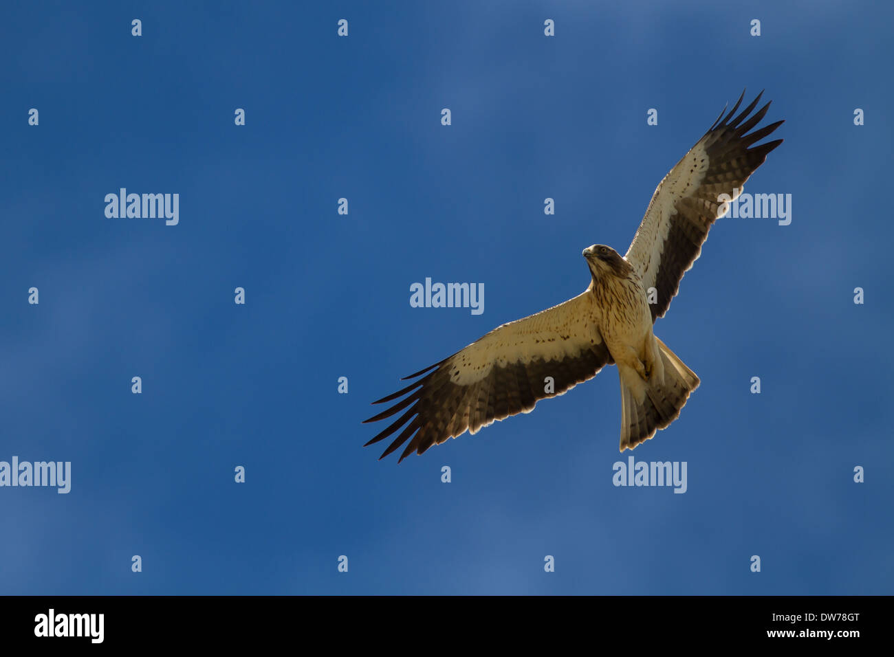 Zwergadler (Aquila Pennata) auf Migration Stockfoto