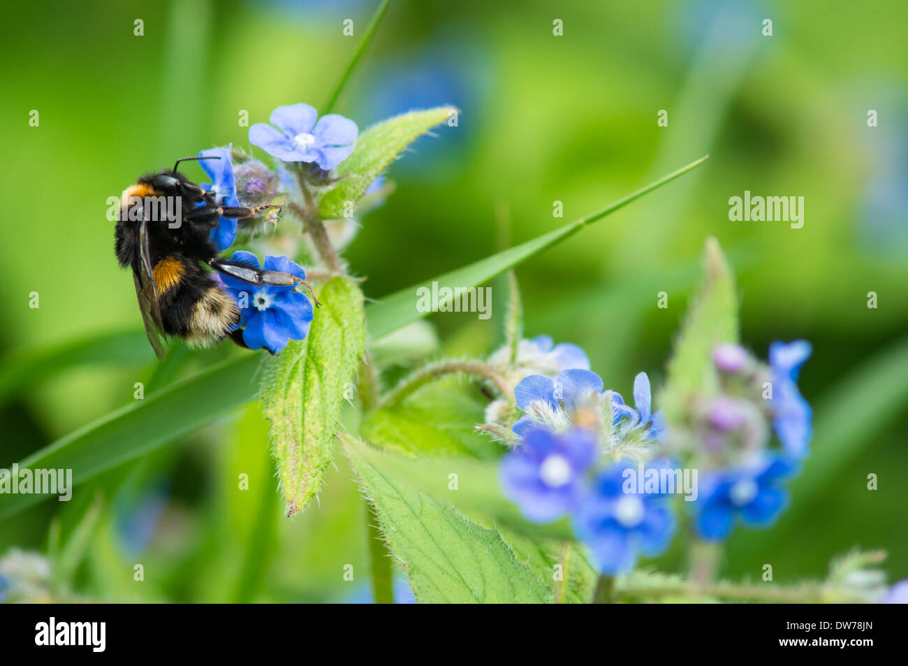 Hummel auf sibirischem Bugloss im Garten, Bombus terrestris Hummel Stockfoto