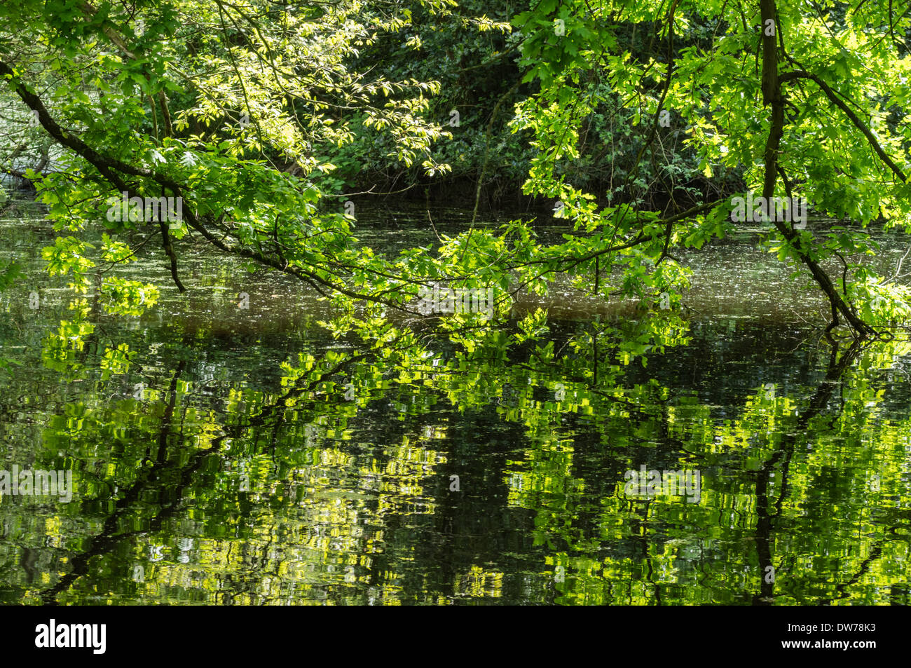 Spiegelung der Äste der Eiche im Wasser Stockfoto
