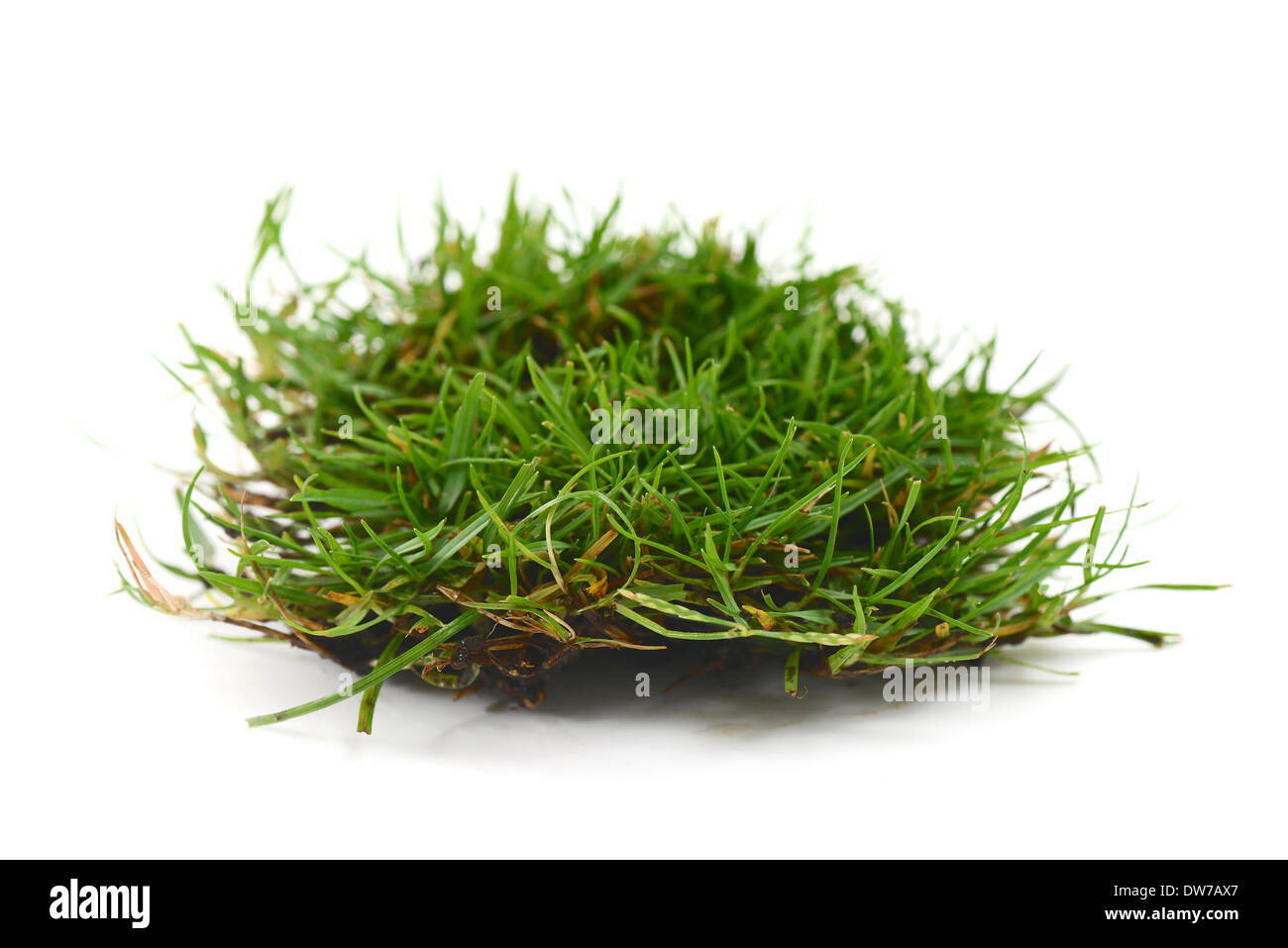 Gras- und Wurzeln isoliert Stockfoto