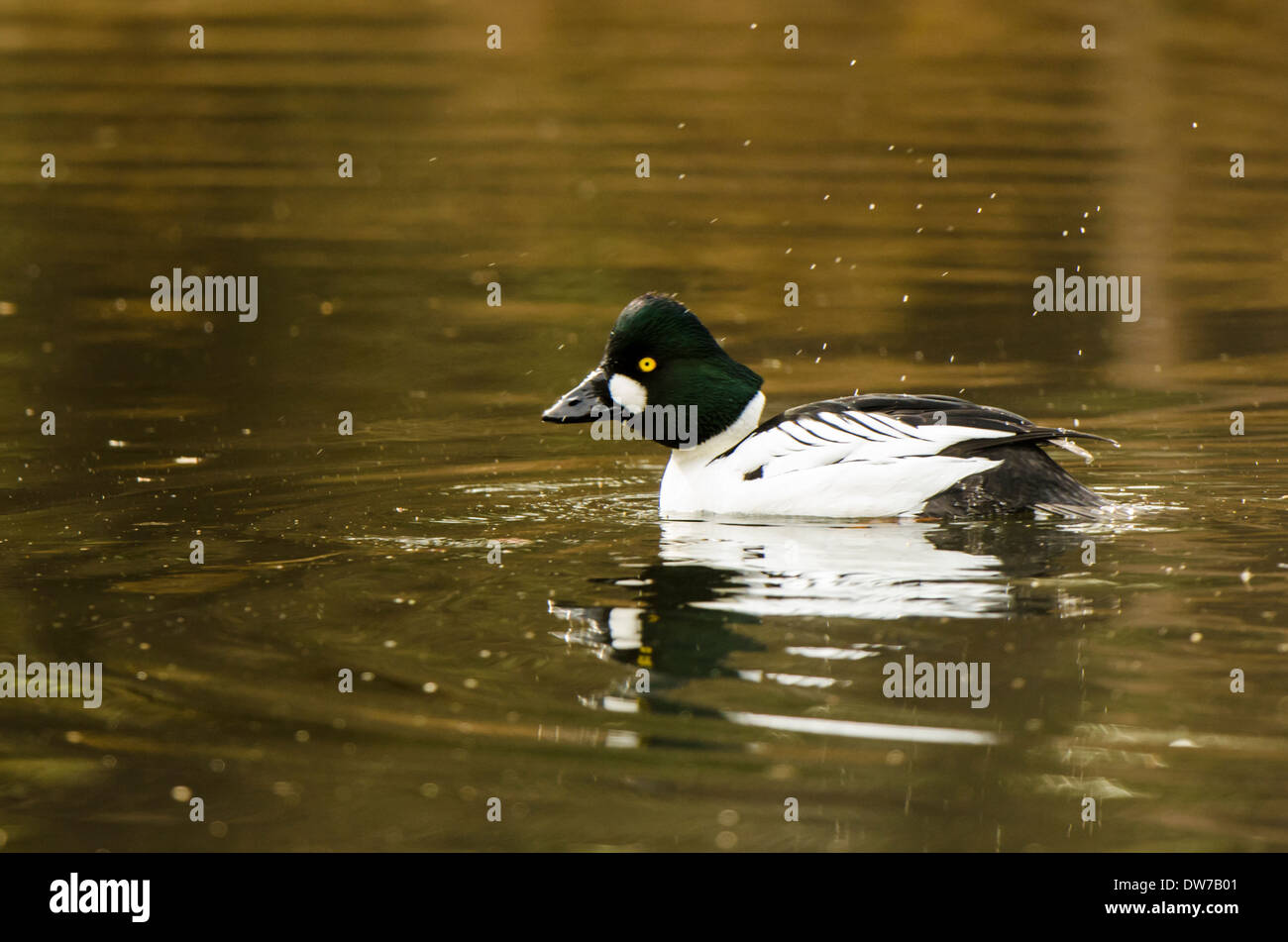 Männliche Vogel am Teich. Stockfoto