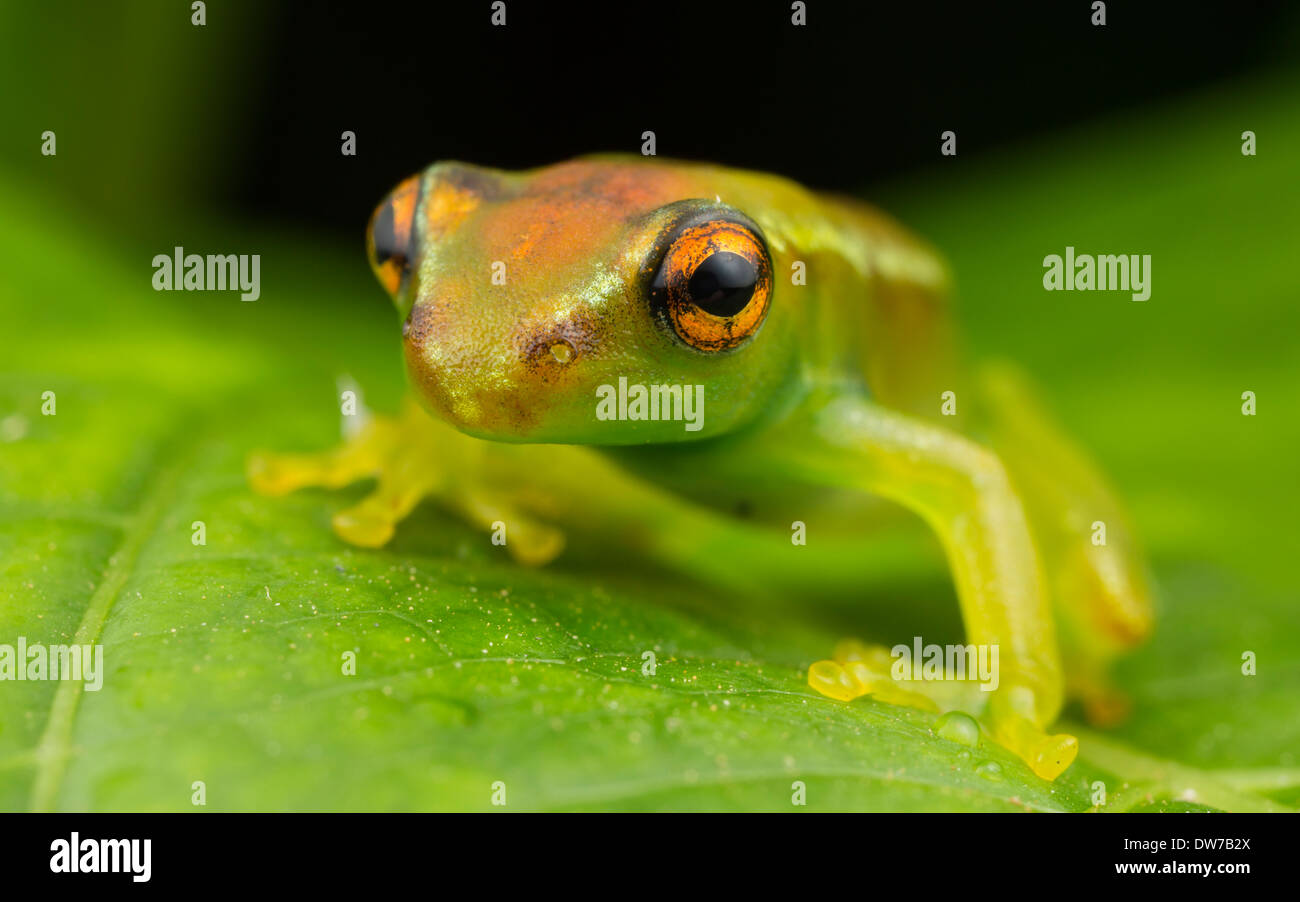 Kleines Blatt-Frosch von unbekannten Spezies Stockfoto