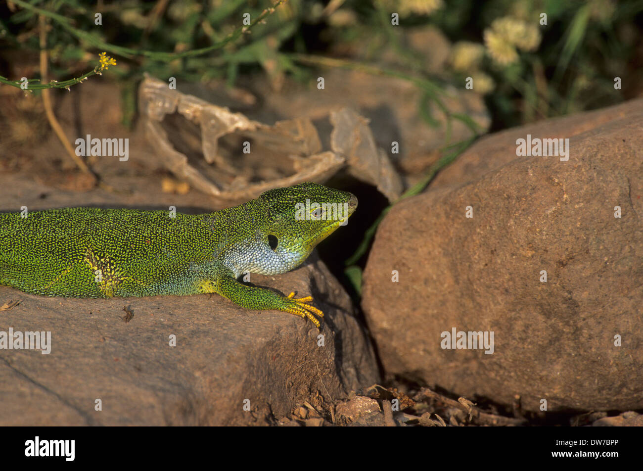 BALKAN grüne Eidechse (Lacerta Trilineata) erwachsenen männlichen Lesbos Griechenland Stockfoto