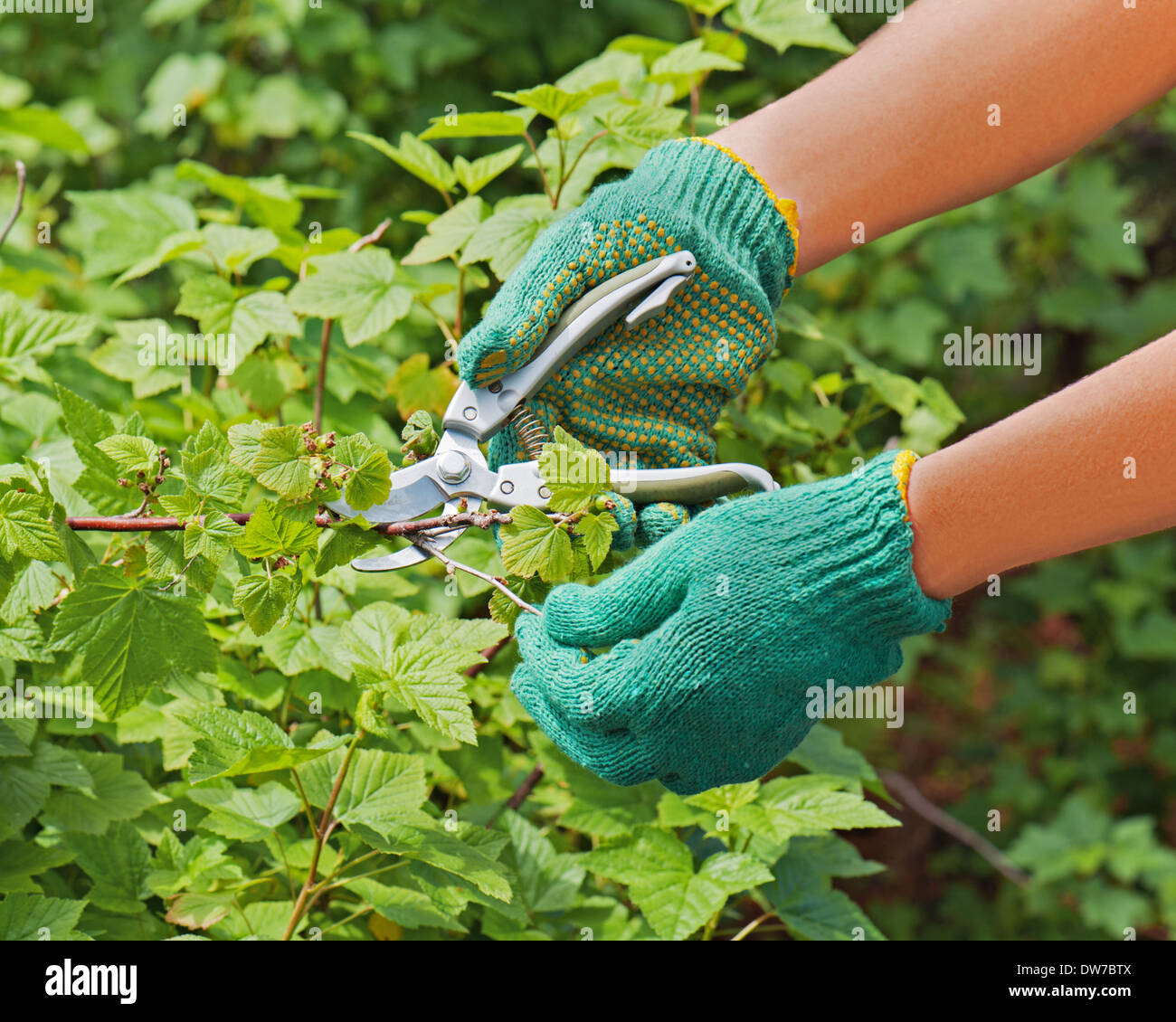 Hände mit grünen Astschere im Garten. Closeup. Stockfoto