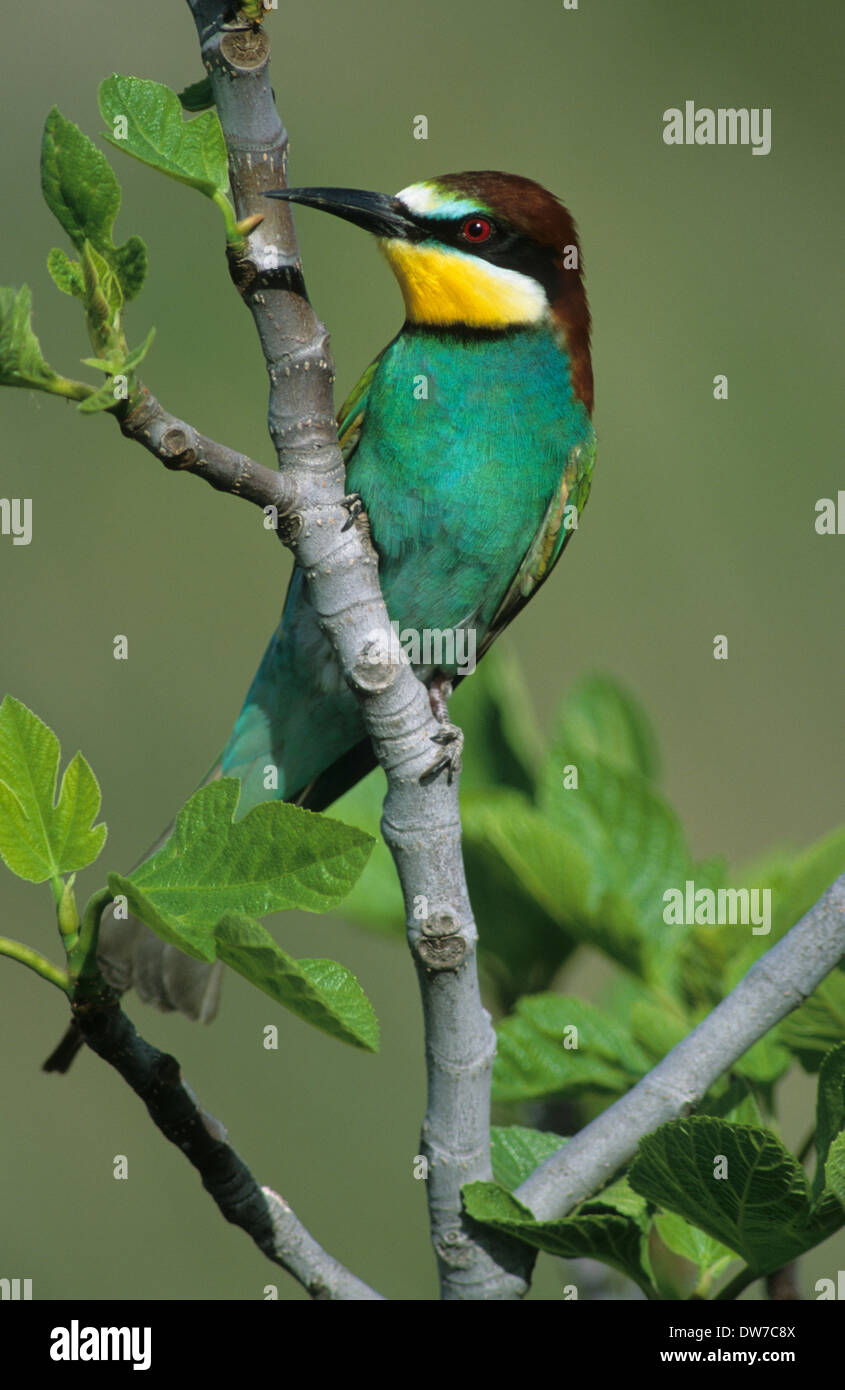 Europäische Bienenfresser (Merops Apiaster) Männchen thront Lesbos Griechenland Stockfoto