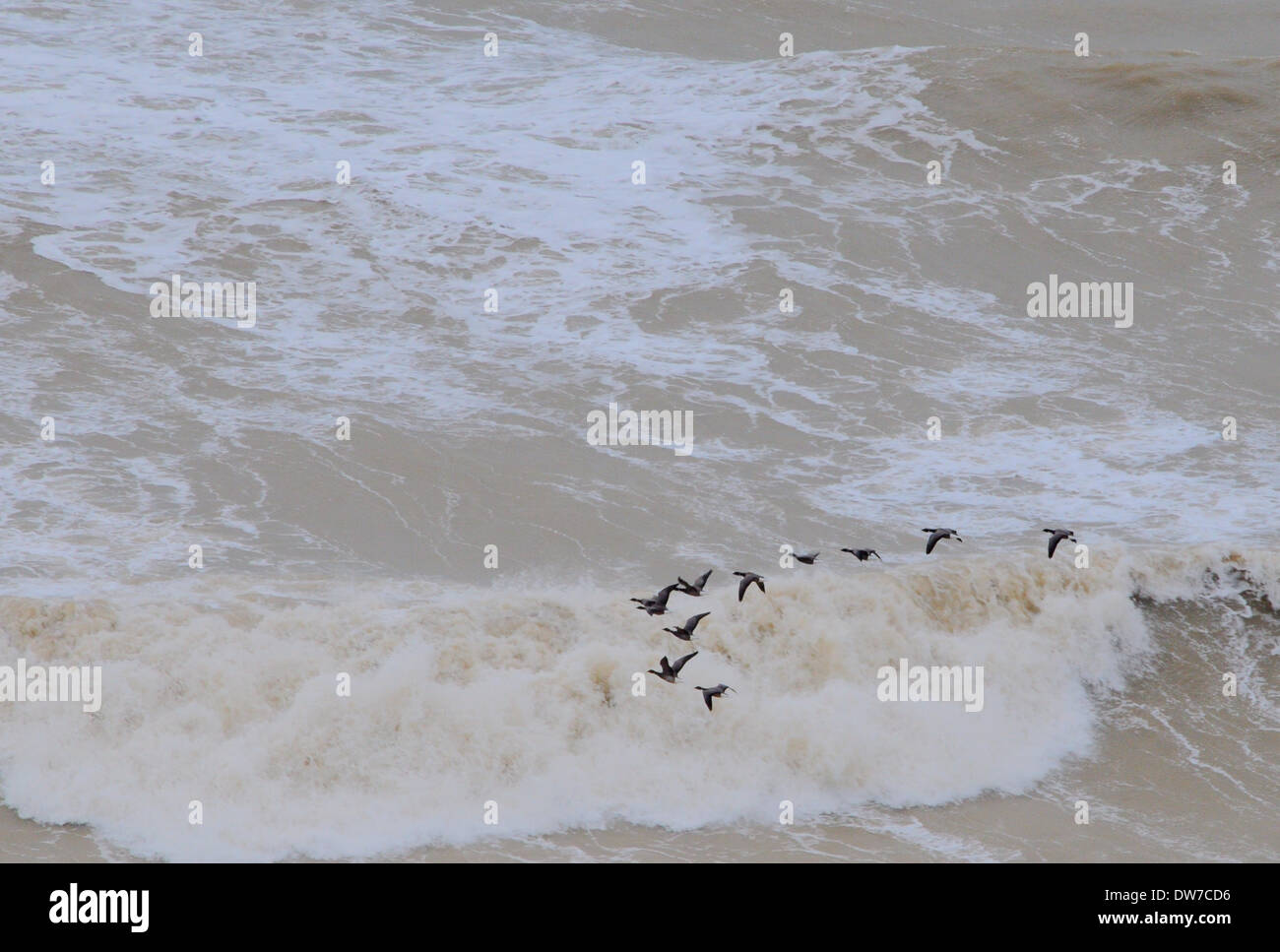 Birling Gap, East Sussex, UK... 2 März 2014..Flight der Gänse in V-Formation-Skim Wellen unterhalb der Klippen bei Birling Gap da wieder wind erhöht. David Burr / Alamy Live News Stockfoto