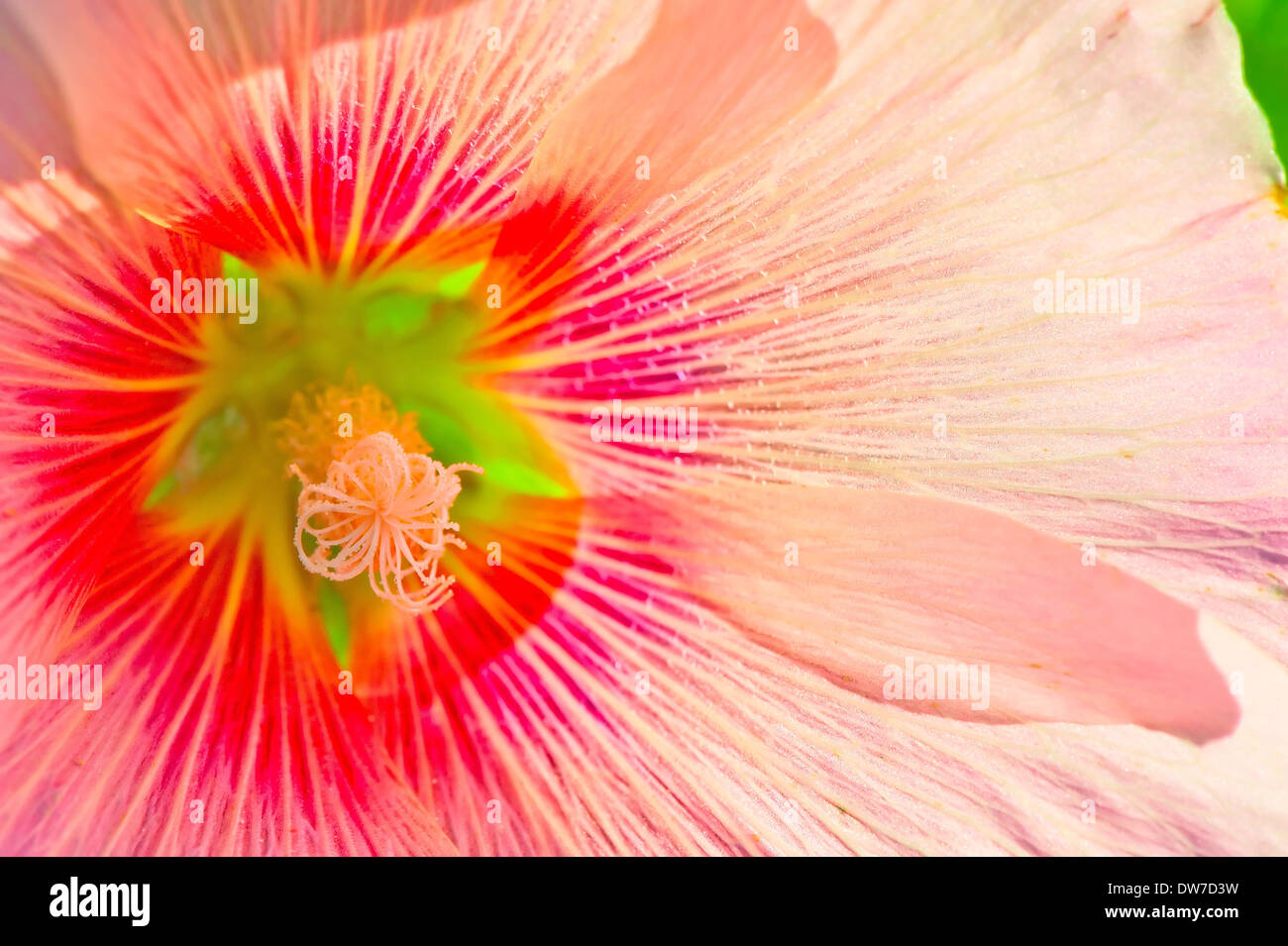 Rosa Blume Closeup erschossen Stockfoto