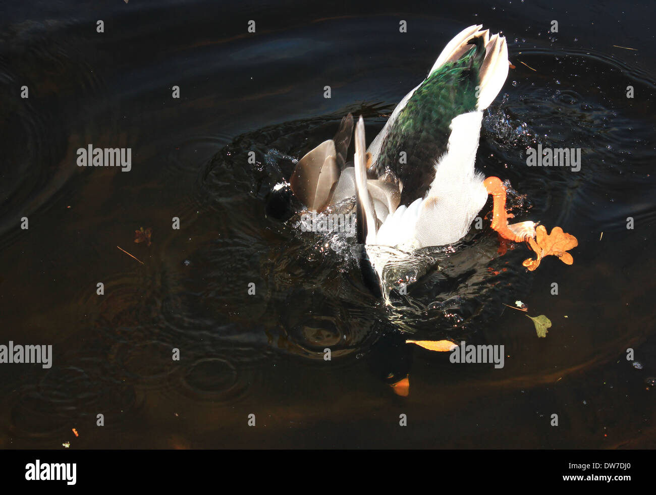 Männliche Stockente Tauchen Stockfoto