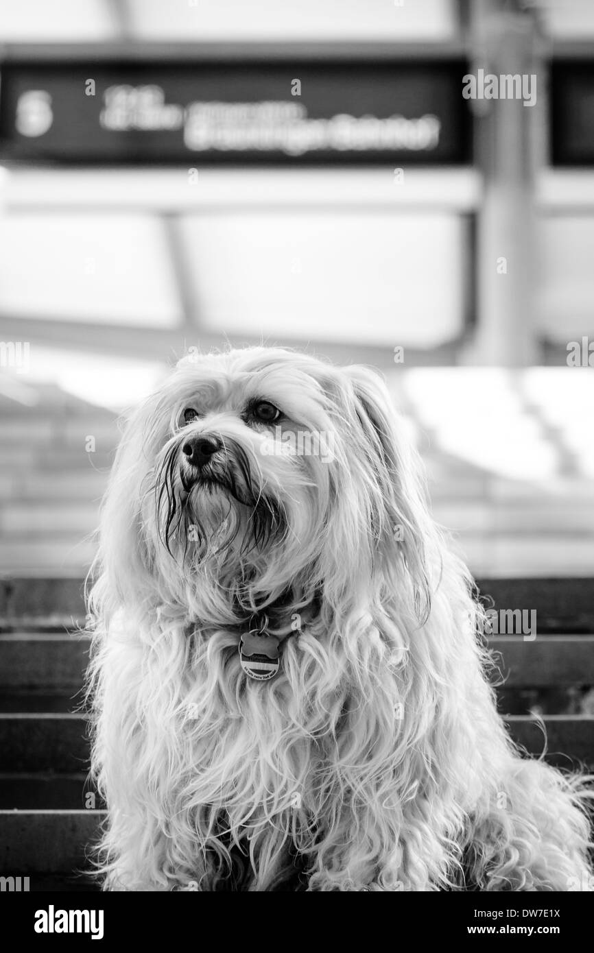 Kleine Havaneser sitzen auf der Treppe von einer Station. das Bild in s/w umgewandelt mit ziemlich scharfe Kontraste. Stockfoto