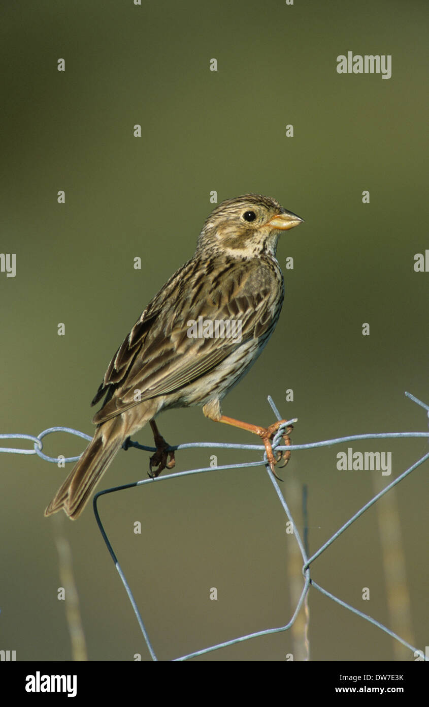 GRAUAMMER (Miliaria Calandra) gehockt Drahtzaun Lesbos Griechenland Stockfoto