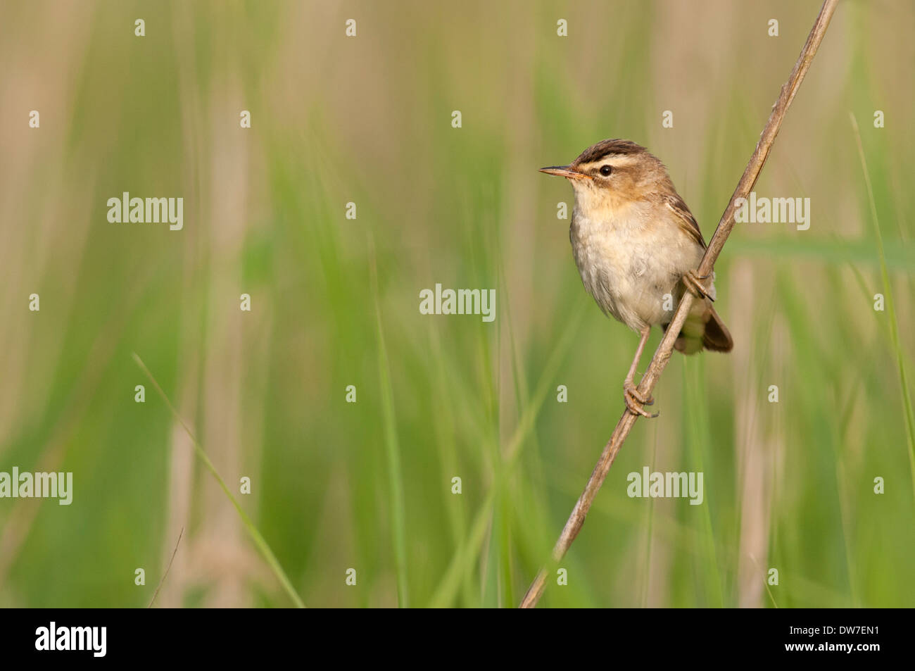 Schilfrohrsänger (Acrocephalus Schoenobaenus), thront in Schilfbeetes, Juli, Norfolk Stockfoto