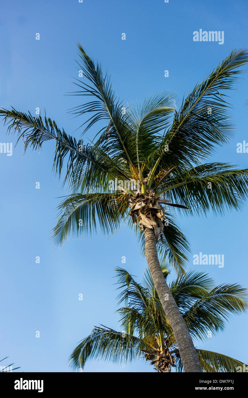 Kokospalmen. Cocos nucifera, mit Obst vor blauem Himmel auf St. Croix, US Virgin Islands. Stockfoto