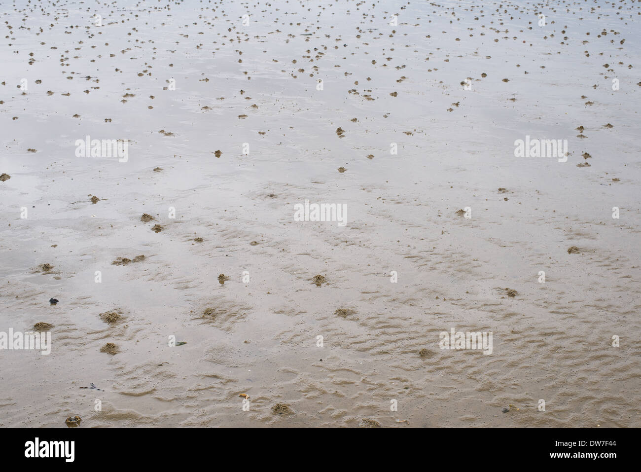 Hintergrund Wattenmeer bei Ebbe mit vielen Wattwurm sand wirft Stockfoto