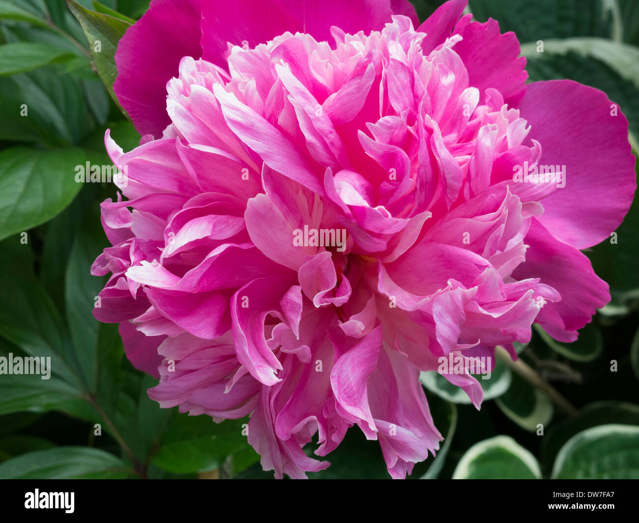 Nahaufnahme Detail rosa Pfingstrose Blumen Stockfoto