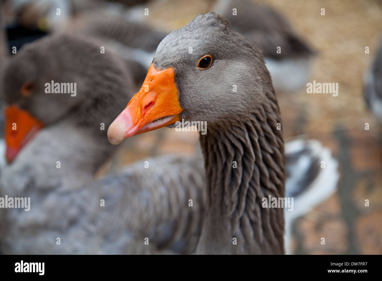 Gans in Sarlat Markt während Fest D'Oie... Gans-Festival Stockfoto