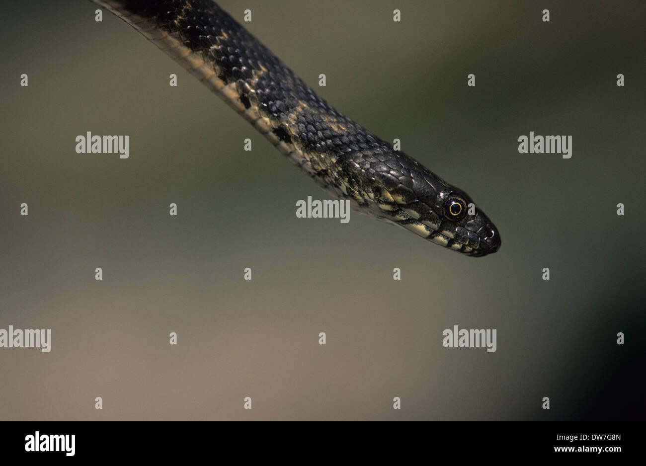 DICE SNAKE (Natrix Tessellata) Lesbos Griechenland Stockfoto