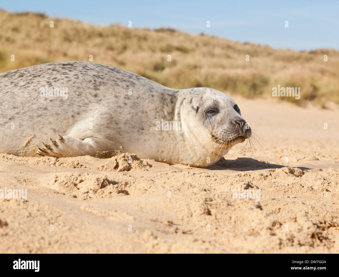 Junge Dichtung am Strand in der Nähe von Horsey, in Norfolk, England Stockfoto