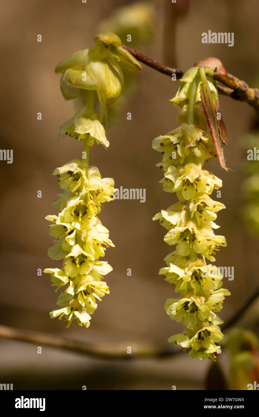 Blumen im Frühling blühenden Winter Hasel, Corylopsis Sinensis Var sinensis Stockfoto