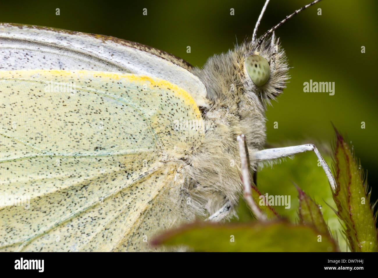 Schuss auf das Auge eines männlichen großen weißen Schmetterlinges, Pieris Brassicae konzentriert hautnah Stockfoto