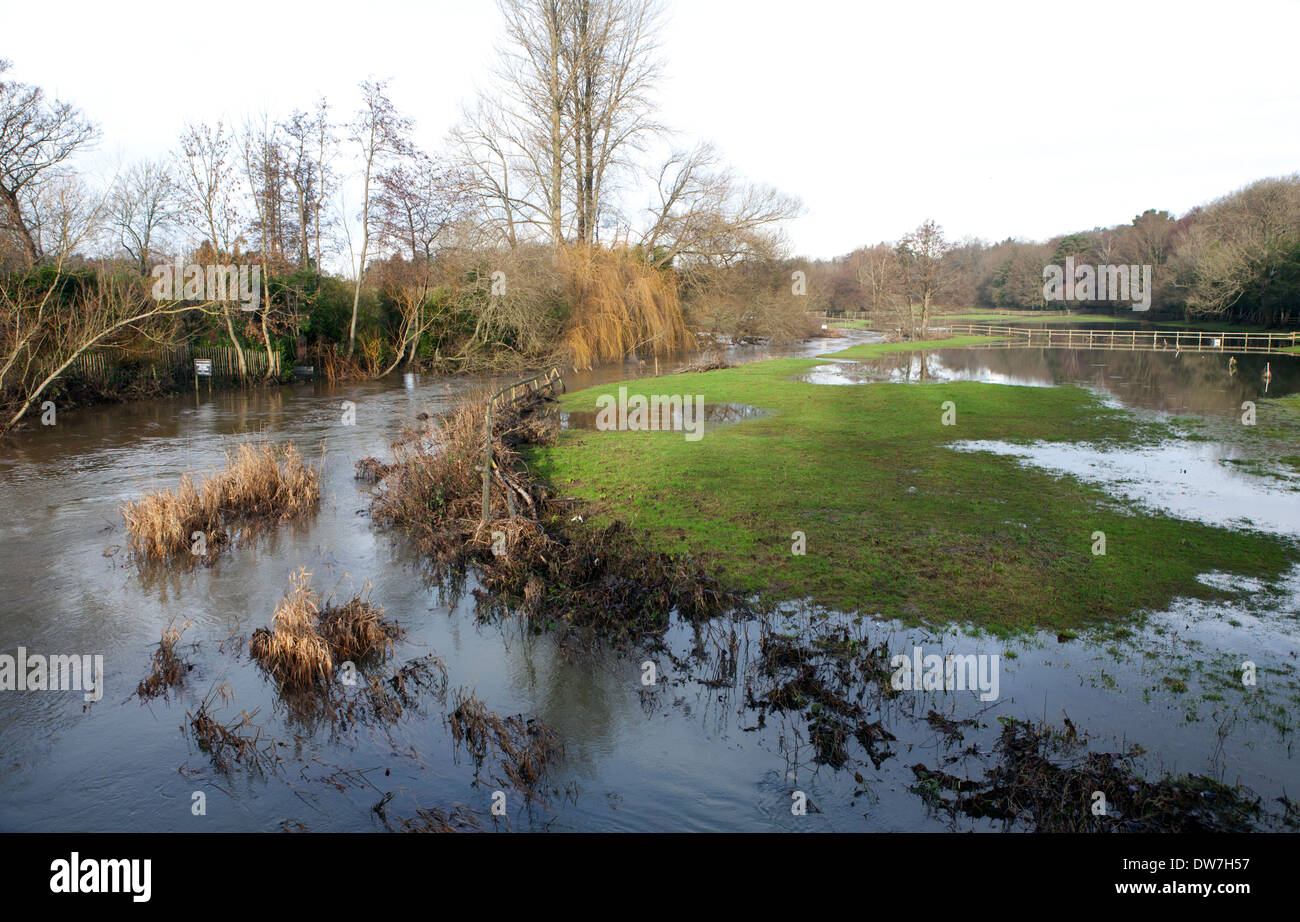 Fluss Wey Platzen der Banken an Tilford Surrey Stockfoto