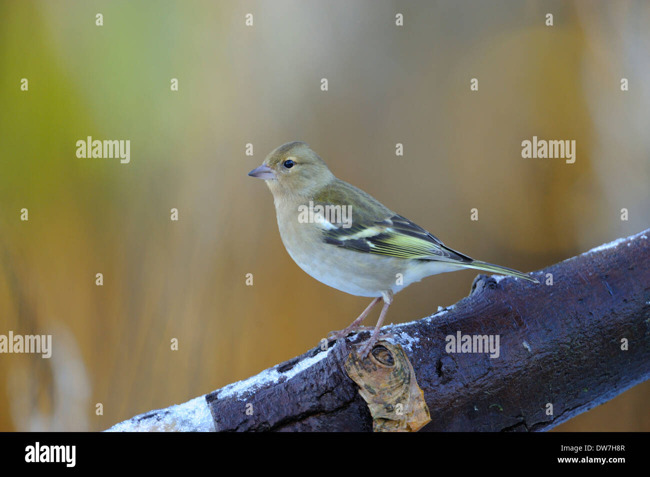 Gemeinsamen Buchfink, Fringilla Coelebs, Weiblich, West Lothian, Schottland, UK Stockfoto