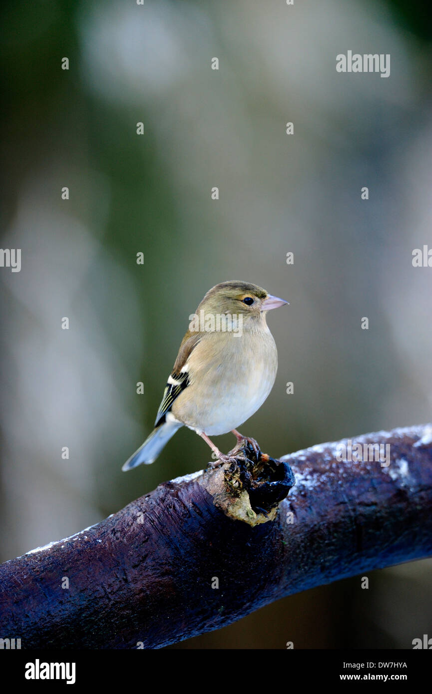 Gemeinsamen Buchfink, Fringilla Coelebs, Weiblich, West Lothian, Schottland, UK Stockfoto