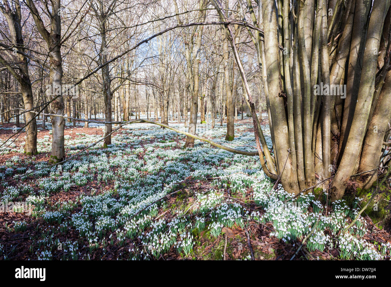 Schneeglöckchen (Galanthus) im Wald. Welford Park, Welford, Newbury, Berkshire, England, GB, UK. Stockfoto